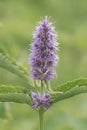 Blue giant hyssop Agastache foeniculum, purple flower spike Royalty Free Stock Photo